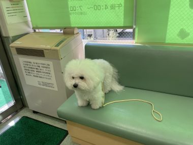 ビションフリーゼ　おもち  大葉とゴーヤを頂きました！ IMG_9747-380x285