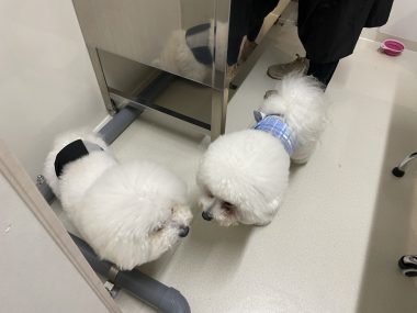 ビションフリーゼ　おもち  おもちふくらむトリミング☆ IMG_9760-380x285