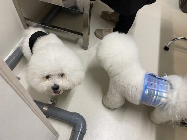 ビションフリーゼ　おもち  おもちふくらむトリミング☆ IMG_9761-380x285