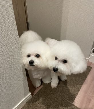 ビションフリーゼ　おもち  おもちふくらむトリミング☆ IMG_9792-328x380