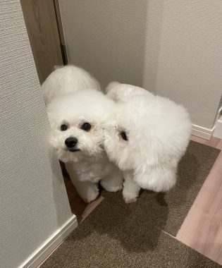 ビションフリーゼ　おもち  おもちふくらむトリミング☆ IMG_9794-315x380