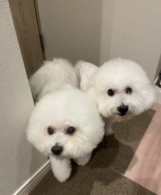 ビションフリーゼ　おもち  おもちふくらむトリミング☆ IMG_9796-315x380
