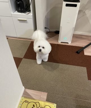 ビションフリーゼ　おもち  おもちふくらむトリミング☆ IMG_9801-322x380