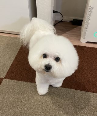ビションフリーゼ　おもち  おもちふくらむトリミング☆ IMG_9803-318x380