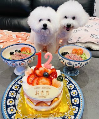 お誕生日 ビションフリーゼ　おもち  8月4日！おもちお誕生日！ IMG_9821-316x380