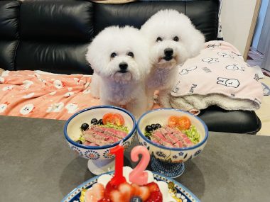 お誕生日 ビションフリーゼ　おもち  8月4日！おもちお誕生日！ IMG_9824-380x285