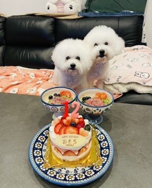 お誕生日 ビションフリーゼ　おもち  8月4日！おもちお誕生日！ IMG_9826-309x380