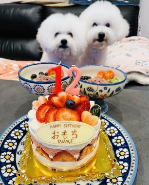 お誕生日 ビションフリーゼ　おもち  8月4日！おもちお誕生日！ IMG_9827-306x380