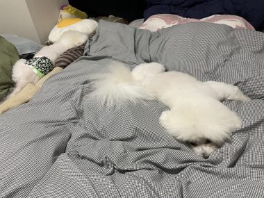 ビションフリーゼ　おもち  おもちゃんお誕生日お肉 IMG_9837-380x285