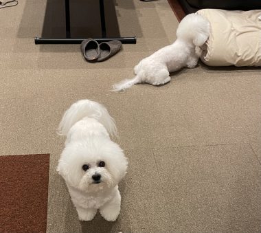 ビションフリーゼ　おもち  おもちゃんお誕生日お肉 IMG_9847-380x339