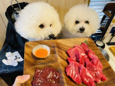 ビションフリーゼ　おもち  おもちゃんお誕生日お肉 IMG_9861-380x285