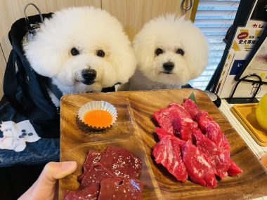 ビションフリーゼ　おもち  おもちゃんお誕生日お肉 IMG_9862-380x285