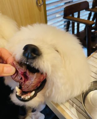 ビションフリーゼ　おもち  おもちゃんお誕生日お肉 IMG_9863-312x380