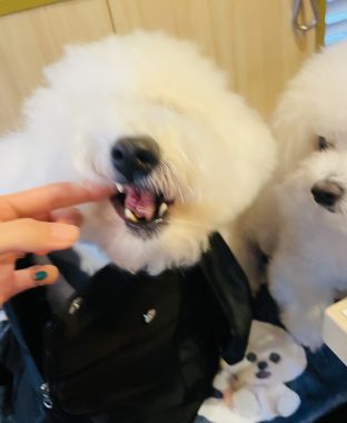 ビションフリーゼ　おもち  おもちゃんお誕生日お肉 IMG_9864-312x380