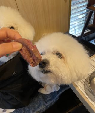 ビションフリーゼ　おもち  おもちゃんお誕生日お肉 IMG_9866-318x380