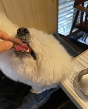 ビションフリーゼ　おもち  おもちゃんお誕生日お肉 IMG_9867-307x380