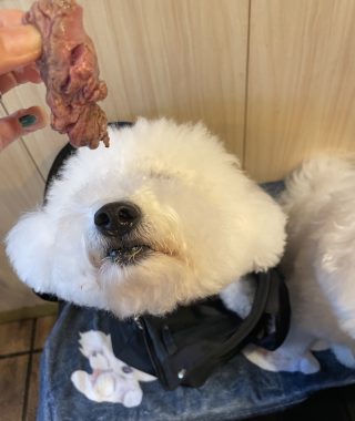 ビションフリーゼ　おもち  おもちゃんお誕生日お肉 IMG_9868-320x380