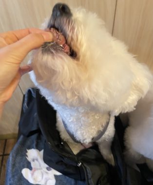 ビションフリーゼ　おもち  おもちゃんお誕生日お肉 IMG_9869-314x380