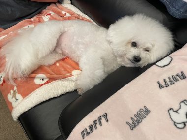 ビションフリーゼ　おもち  ソラマメムギ♡マメを思う会 IMG_9886-380x285