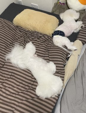 ビションフリーゼ　おもち  ソラマメムギ♡マメを思う会 IMG_9887-290x380