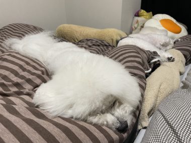 ビションフリーゼ　おもち  ソラマメムギ♡マメを思う会 IMG_9889-380x285