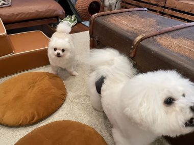 ビションフリーゼ　おもち  ソラマメムギ♡マメを思う会 IMG_9900-380x285