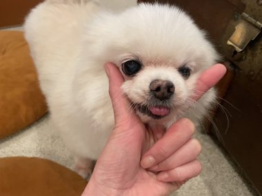 ビションフリーゼ　おもち  ソラマメムギ♡マメを思う会 IMG_9901-380x285