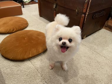 ビションフリーゼ　おもち  ソラマメムギ♡マメを思う会 IMG_9903-380x285