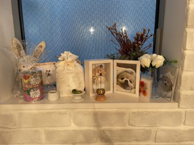 ビションフリーゼ　おもち  ソラマメムギ♡マメを思う会 IMG_9905-380x285