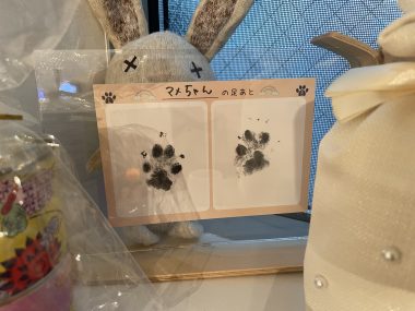 ビションフリーゼ　おもち  ソラマメムギ♡マメを思う会 IMG_9906-380x285