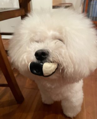 ビションフリーゼ　おもち  ソラマメムギ♡マメを思う会 IMG_9910-309x380