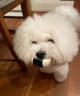 ビションフリーゼ　おもち  ソラマメムギ♡マメを思う会 IMG_9911-316x380