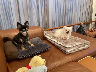 ビションフリーゼ　おもち  ソラマメムギ♡マメを思う会 IMG_9913-380x285