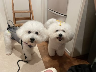 ビションフリーゼ　おもち  ソラマメムギ♡マメを思う会 IMG_9921-380x285