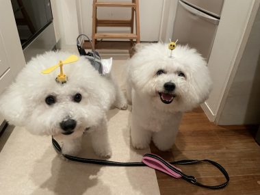 ビションフリーゼ　おもち  ソラマメムギ♡マメを思う会 IMG_9924-380x285
