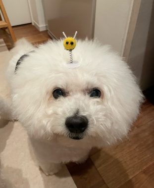 ビションフリーゼ　おもち  ソラマメムギ♡マメを思う会 IMG_9928-311x380