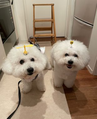ビションフリーゼ　おもち  ソラマメムギ♡マメを思う会 IMG_9930-310x380