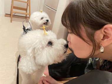 ビションフリーゼ　おもち  ソラマメムギ♡マメを思う会 IMG_9938-380x285