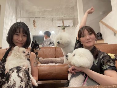 ビションフリーゼ　おもち  ソラマメムギ♡マメを思う会 IMG_9987-scaled-e1755196174505-380x285