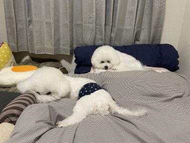 ビションフリーゼ　おもち  おもマッサージ IMG_0313-380x285