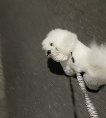 ビションフリーゼ　おもち  バイト後 IMG_0319-343x380