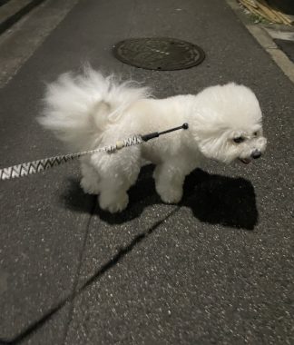 ビションフリーゼ　おもち  バイト後 IMG_0320-324x380