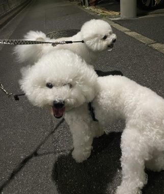 ビションフリーゼ　おもち  バイト後 IMG_0324-322x380
