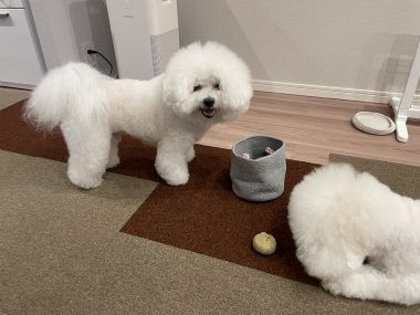 ビションフリーゼ　おもち  バイト後 IMG_0325-380x285