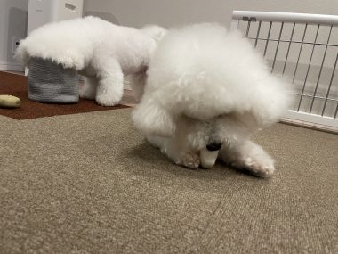 ビションフリーゼ　おもち  バイト後 IMG_0326-380x285
