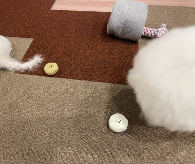 ビションフリーゼ　おもち  バイト後 IMG_0328-380x320