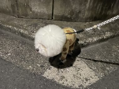 ビションフリーゼ　おもち  おじ飲みおふさんぽ彡 IMG_0336-380x285