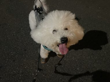 ビションフリーゼ　おもち  おじ飲みおふさんぽ彡 IMG_0341-380x285