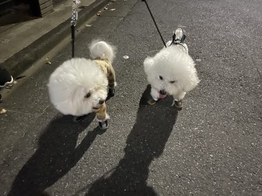 ビションフリーゼ　おもち  おじ飲みおふさんぽ彡 IMG_0343-380x285
