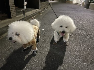 ビションフリーゼ　おもち  おじ飲みおふさんぽ彡 IMG_0344-380x285